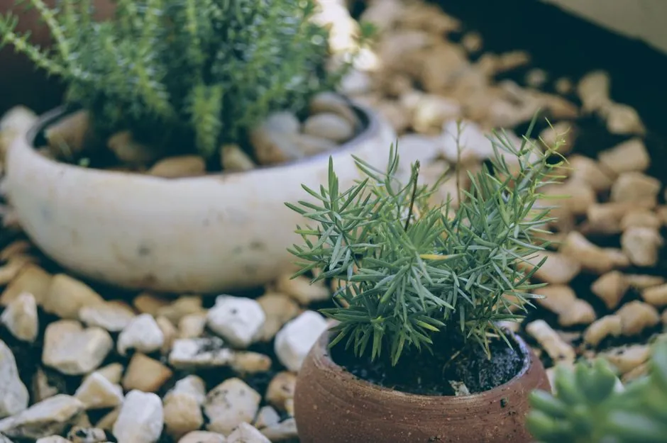 Desherbage et nettoyage de jardin
